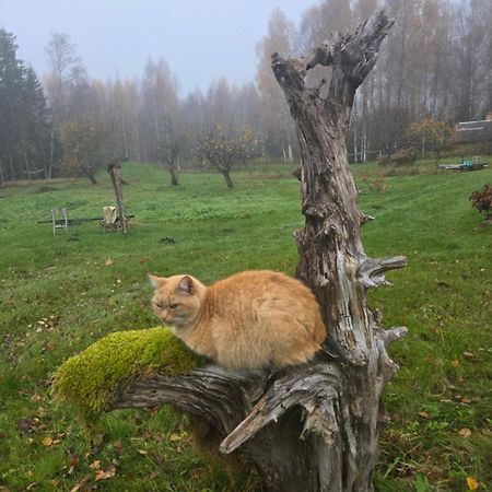 Вілла Baltas Raganinas Pirts Sabile Екстер'єр фото