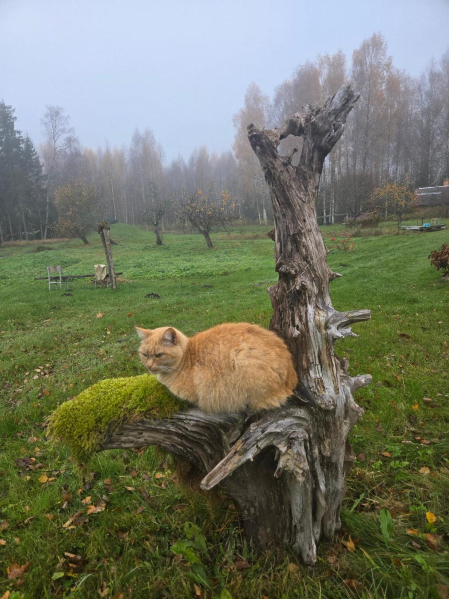 Вілла Baltas Raganinas Pirts Sabile Екстер'єр фото